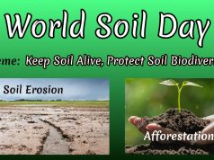 World Soil Day 2020