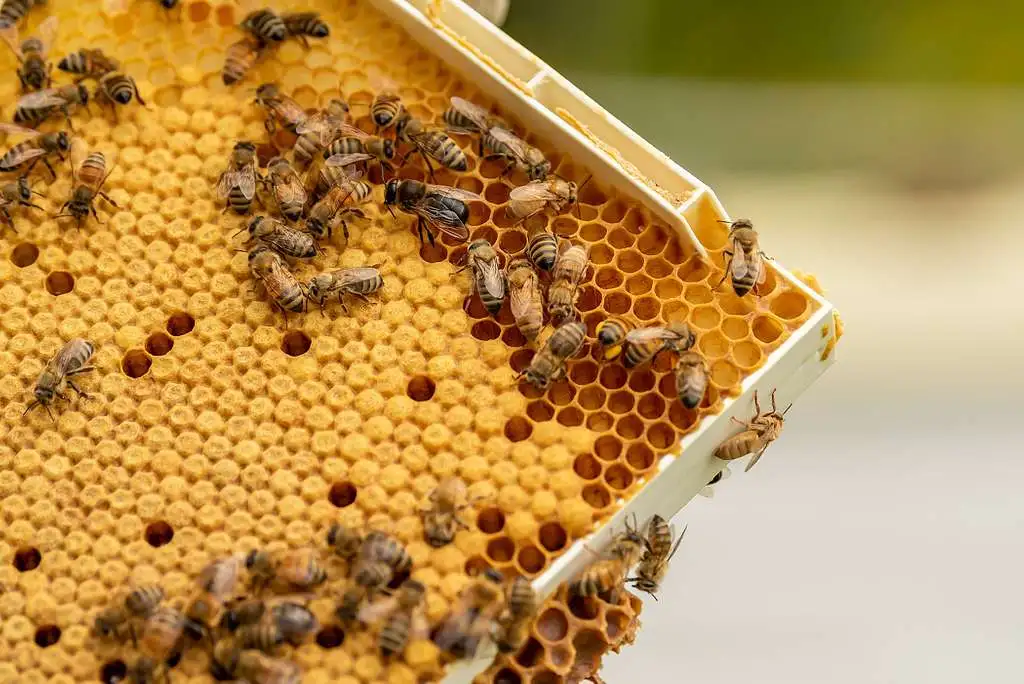 first vaccine for honeybees